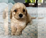 Small Photo #7 Goldendoodle (Miniature) Puppy For Sale in PENSACOLA, FL, USA