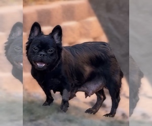 Mother of the French Bulldog puppies born on 07/12/2025