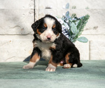 Small #1 Bernese Mountain Dog