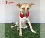Small #3 Labrador Retriever Mix