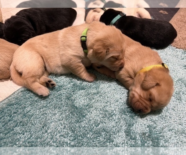 Medium Photo #4 Labrador Retriever Puppy For Sale in LIBERTY, SC, USA