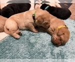 Small #3 Labrador Retriever