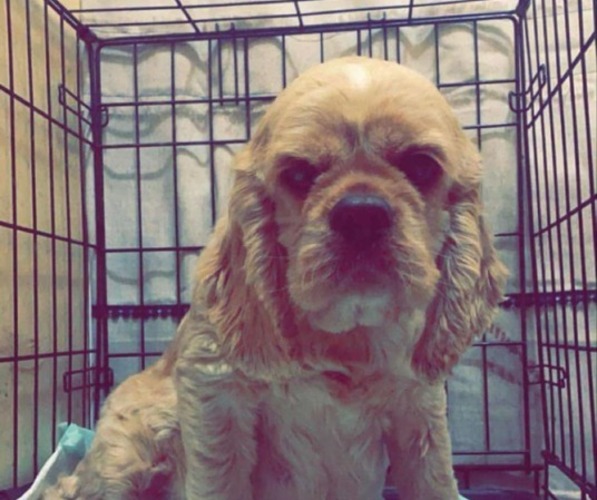 Medium Photo #1 Cocker Spaniel Puppy For Sale in BRUNSON, SC, USA