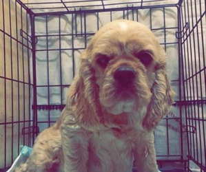 Mother of the Cocker Spaniel puppies born on 03/06/2025