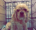 Small Photo #1 Cocker Spaniel Puppy For Sale in BRUNSON, SC, USA