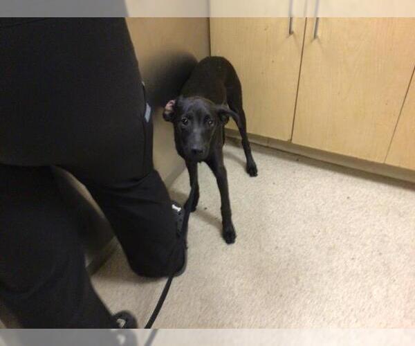 Medium Photo #1 Miniature Pinscher-Unknown Mix Puppy For Sale in Riverside, CA, USA