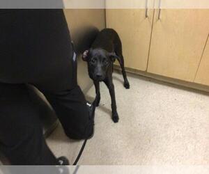 Miniature Pinscher-Unknown Mix Dogs for adoption in Riverside, CA, USA
