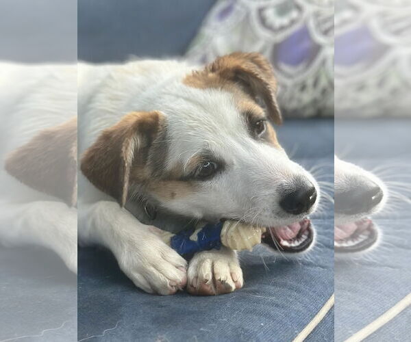 Medium Photo #5 Mutt Puppy For Sale in Rockaway, NJ, USA