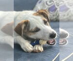 Small #4 Mutt