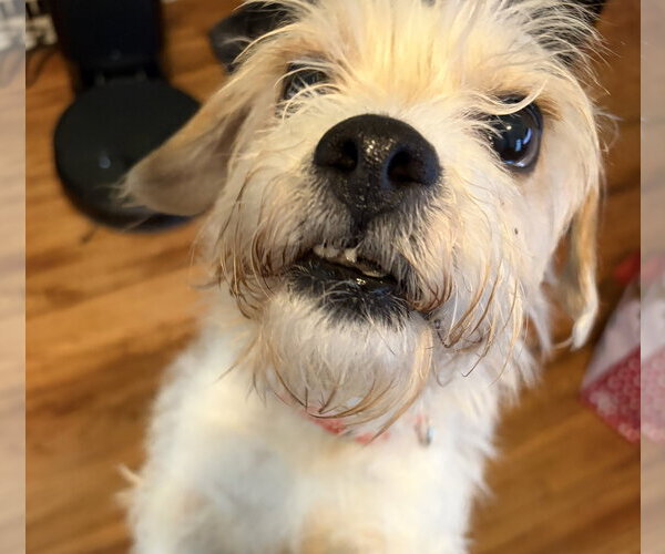 Medium Photo #5 Mutt Puppy For Sale in Brooklyn Center, MN, USA