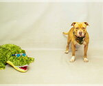 Small #1 Mutt