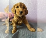 Puppy Candie Goldendoodle