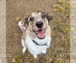 Australian Shepherd Dogs for adoption in Center Township, PA, USA