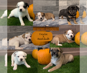 Aussiedoodle Miniature -French Bulldog Mix Litter for sale in GOSHEN, IN, USA