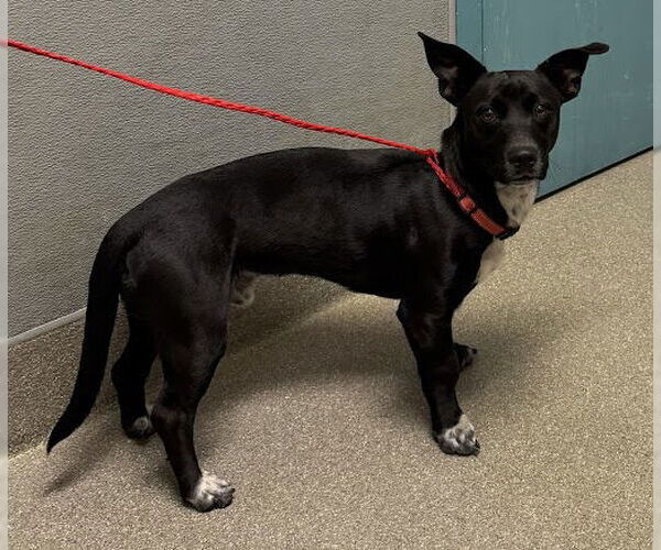 Medium Photo #1 Chihuahua-Unknown Mix Puppy For Sale in Las Vegas, NV, USA