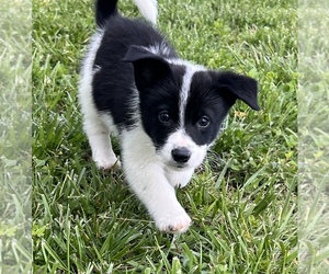 Border Collie-Pembroke Welsh Corgi Mix Puppy for sale in STANFORD, KY, USA