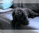 Small Photo #8 Goldendoodle Puppy For Sale in MISSOULA, MT, USA