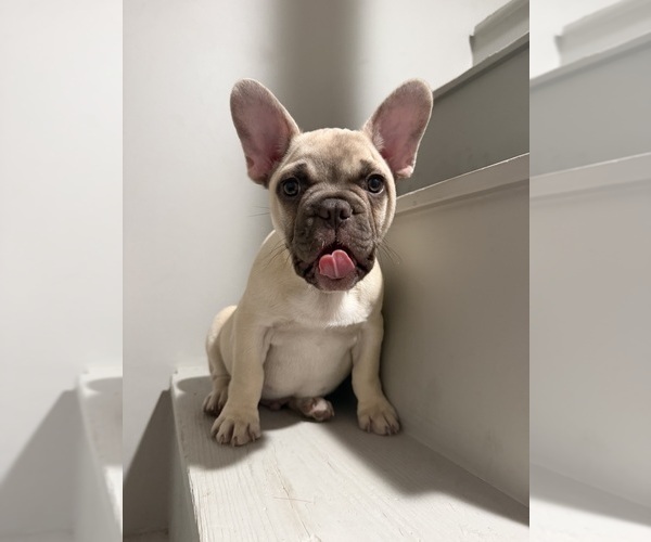 Medium Photo #3 French Bulldog Puppy For Sale in CUSHING, OK, USA