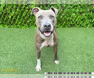 American Pit Bull Terrier Dogs for adoption in West Palm Beach, FL, USA
