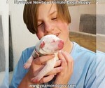 Small Photo #3 Dogo Argentino Puppy For Sale in JANE, MO, USA