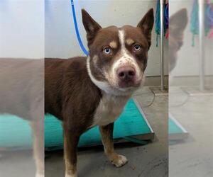 Siberian Husky-Unknown Mix Dogs for adoption in Camarillo, CA, USA