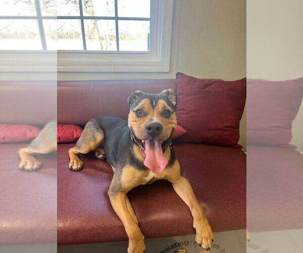 Medium Photo #2 Bulldog-Unknown Mix Puppy For Sale in Osgood, IN, USA