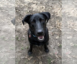 Scooter *LOCAL* - Male Labrador Retriever-Unknown Mix Dog for Adoption - Photo #5