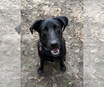 Small Photo #5 Labrador Retriever-Unknown Mix Puppy For Sale in Wakefield, RI, USA