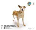 Small Labrador Retriever-Siberian Husky Mix