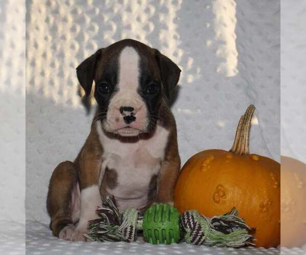 Medium Photo #2 Boxer Puppy For Sale in SHIPSHEWANA, IN, USA