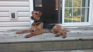 Airedale Terrier Puppy for sale in FARMINGTON, MN, USA