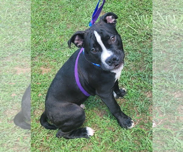Medium Photo #6 American Pit Bull Terrier-Unknown Mix Puppy For Sale in Spotsylvania, VA, USA