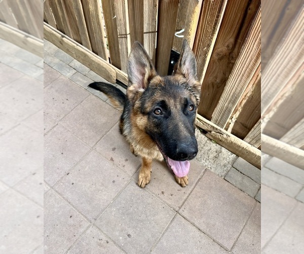 Medium Photo #18 German Shepherd Dog Puppy For Sale in HESPERIA, CA, USA