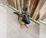 Small Photo #18 German Shepherd Dog Puppy For Sale in HESPERIA, CA, USA