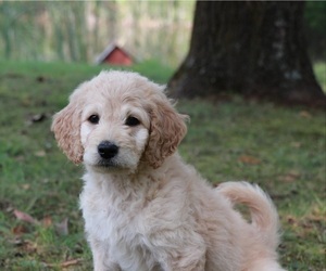 Goldendoodle Puppy for sale in BRIGHTON, MO, USA
