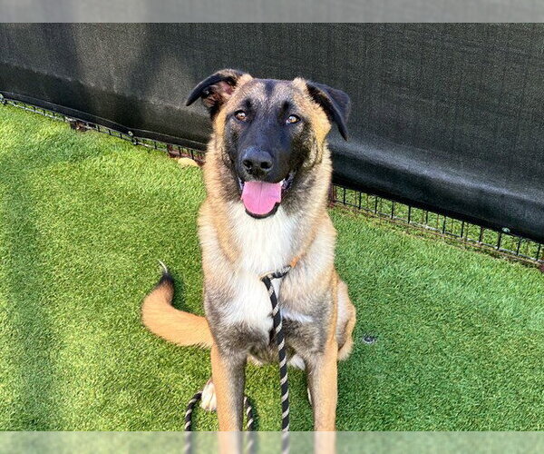 Medium Photo #1 Mutt Puppy For Sale in Orange, CA, USA