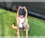 SHANNON - Female Mutt Dog for Adoption - Small photo