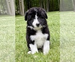 Image preview for Ad Listing. Nickname: Harper