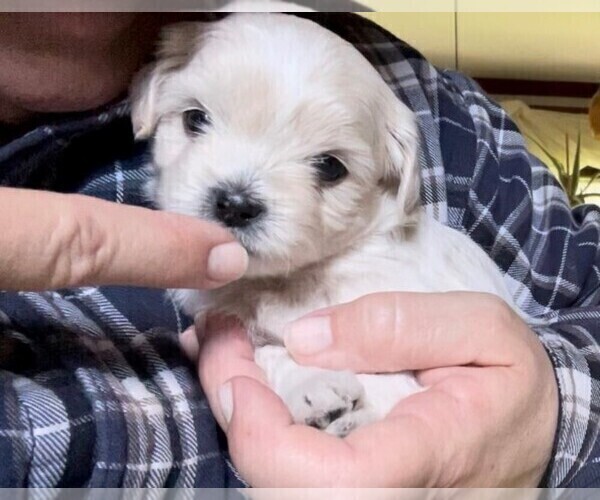 Medium Photo #1 ShihPoo Puppy For Sale in BAYPORT, MN, USA