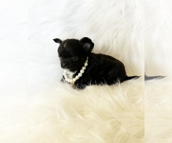 Medium Photo #10 Chihuahua Puppy For Sale in SACRAMENTO, CA, USA
