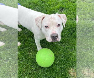 American Bulldog-Unknown Mix Dogs for adoption in Rochester, NY, USA