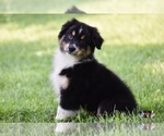 Small Photo #3 Australian Shepherd Puppy For Sale in EASTON, MO, USA