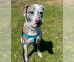 Small #4 Catahoula Leopard Dog