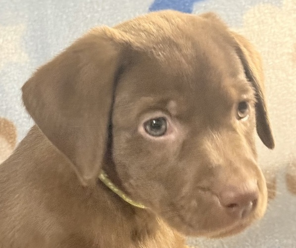 Medium Photo #7 Labrador Retriever Puppy For Sale in SPOTSYLVANIA, VA, USA