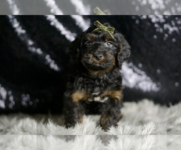 Medium Photo #3 YorkiePoo Puppy For Sale in WARSAW, IN, USA