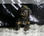 Small #2 YorkiePoo