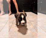 Puppy Blue Alaskan Husky-American Staffordshire Terrier Mix