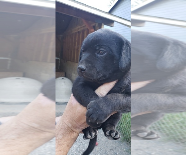 Medium Photo #25 Labrador Retriever Puppy For Sale in OLYMPIA, WA, USA