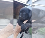 Small #24 Labrador Retriever