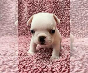 French Bulldog Puppy for sale in JOHNS ISLAND, SC, USA